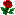 Redrose